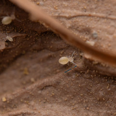 100+ Globular Cave Springtails Arrhopalites Caecus On Clay Culture LAG