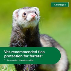 Ferret Flea Treatment Topical Prevention 1+ lbs 2 Month Supply Water-Resistant
