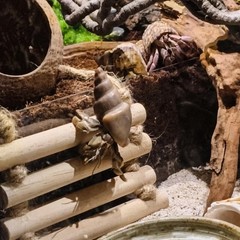 Crested Gecko Tank Accessories，Reptile Vines Plants with Coconut Shell Ladder…
