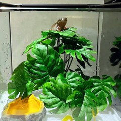 Reptile Plants for Terrarium Decor,Amphibian Habitat Decor,Artificial Plants …