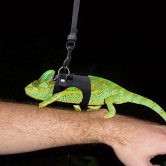 Bearded Dragon Harness and Leash Set, 3 Size Adjustable Soft Leather Reptile …