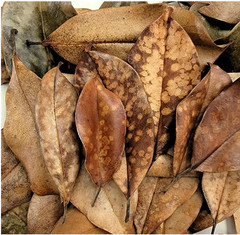 5 gallons Organic Southern Magnolia Leaves And Seed Pods For Isopods + Reptiles