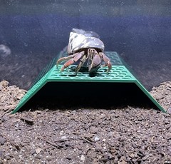 Hermit Crab Climbing Stand Tank Ornament Hide Cave Toys Accessories Supplies