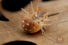A. Werneri, “Orange” isopod – Bioactive clean up crew – Choose your count
