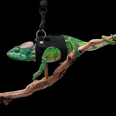 Bearded Dragon Harness and Leash Set, 3 Size Adjustable Soft Leather Reptile …
