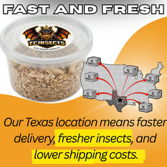 500 Live Wax Worms Feeder Insects for Reptiles Amphibians Birds & More