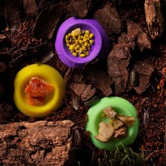 Small Invertebrate Feeding Dish – Cockroach Bowl, Ideal for Tiny Insect Pets