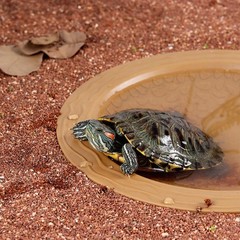 Turtle Bathing Pool Small for Reptiles & Amphibians – Resin Water Dish & Feed…