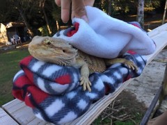 PLAID PRINT DESIGN1 LRG BED SOFTCOVERS SET/ NO ATTACH FRAME BED 4 BEARDED DRAGON