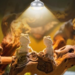 150W Reptile Heat Lamp Bulb Combo – Day & Night Basking Light Set, 2 Pack UVA &