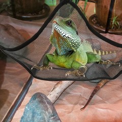 2 Pcs Small Pet Hammock Set Animal Toys Lizard Climbing Gecko Cage Accessories