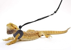 Luxury Bearded Dragon Harness and Leash – Non-Toxic, Adjustable Sizes Available