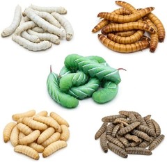 TC INSECTS Super Wormy Sampler 5 Types of Worms 125ct Live Feeders for Reptiles