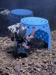 Hermit Crab Hideout Climbing Dome Cave Hermit Crab Pet Supplies Ornament Toys