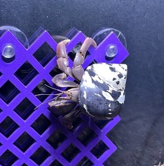 Hermit Crab Climbing Wall Hermit Crab Tank Ornament Toys Accessories Supplies