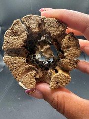 Cholla Wood