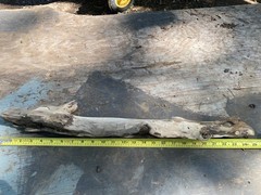 All natural Large Driftwood Log, 23” x 4 “ for Aquarium or Birdcage