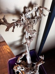 Premium Sand Blasted Grape Vine NWT 30 – 40”