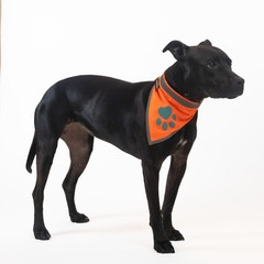 Bandana for Dogs. Blaze Orange Scarf with Reflective Collar is a Perfect Pet …