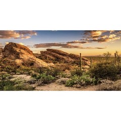 Awert Reptile Habitat Background Blue Sky Oasis Cactus Sun And Desert
