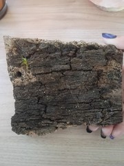 Natural Cork Bark Hide Log Piece for Reptile Terrarium Decor