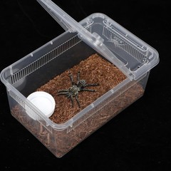 8 Pcs Reptile Breeding Box Plastic Spider Terrarium Tarantula Feeding Box for Be