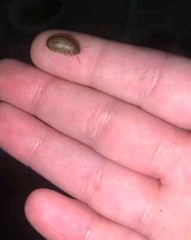 Small Dubia Roaches LIVE ARRIVAL GUARANTEED FREE SHIPPING