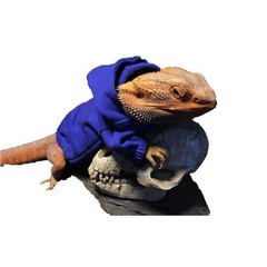 HAICHEN TEC Lizard Clothes Hoodie for Bearded Dragon Reptile Apparel Blue