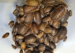 Dubia Roaches, 50ct Large, Fantastic Prices!!