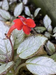Episcia Silver Skies – Dart Frog VIVARIUM / Terrarium Plant – Plantlet Cutting