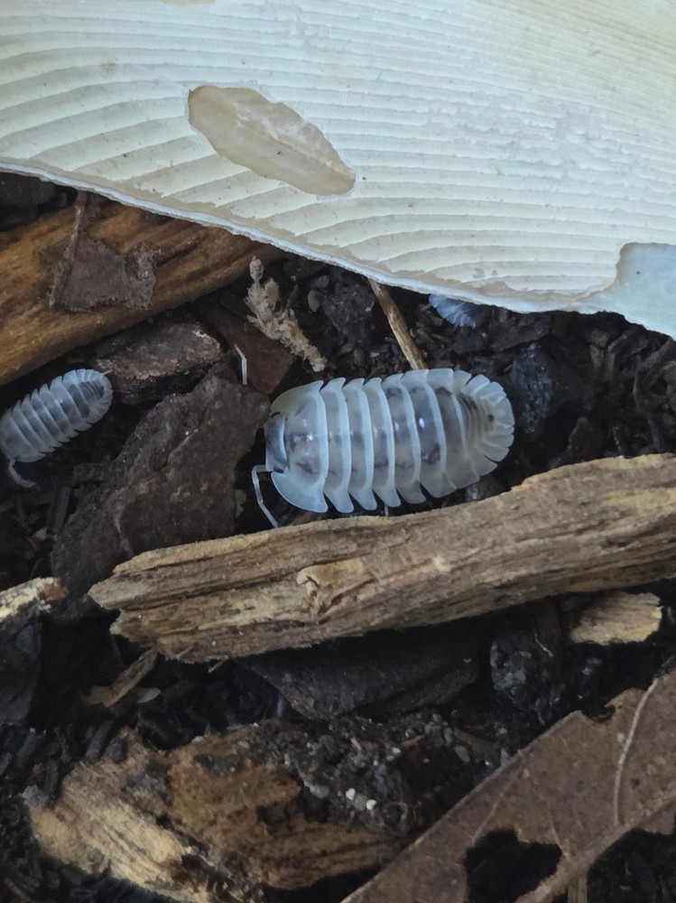 14+1 ct Nesodillo archangeli ‘Shiro Utsuri’ Isopods