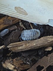 50+ ‘Shiro Utsuri’ Isopods