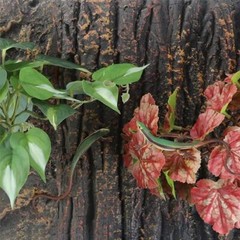 Fake Reptile Plants for Reptile Terrarium Plants, Fake Arrowhead Plants Red