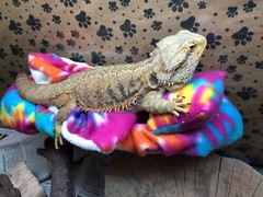 TYE DYE PRINT DESIGN LRG BED SOFT COVERS ONLY/NO FRAME BED 4 BEARDED DRAGON