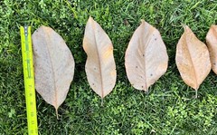 10 Gallons Organic Magnolia Leaves Heat Treated Pet Reptile Vivarium Frog Isopod
