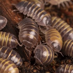 Armadillidium Badium🐝💛Isopods 10ct+ LIVE Bioactive Clean up crew!!