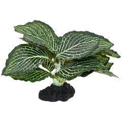 Komodo Standing Vein Plant 4 Inch