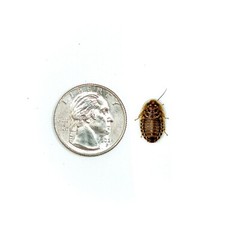 Dubia Roaches (MEDIUM 5/8″ Inch) – Live Feeder Insects for Reptiles