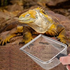 Sand Shovel Reptile Sand Scooper Reptile Sand Reptile Litter Cleaner Scooper