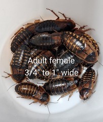 dubia (25 adult females)