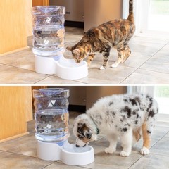 PetFusion H2O Gravity Pet Water Dispenser. Durable 2.5 Gallon Waterer Feeder….