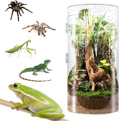 Front Opening Terrarium Jumping Spider Enclosure,Tall Arboreal Tarantula Enclosu