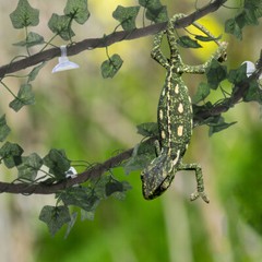 Terrarium Vines Reptile Gecko Vines Jungle Climber Vine Reptile Climbing Branch
