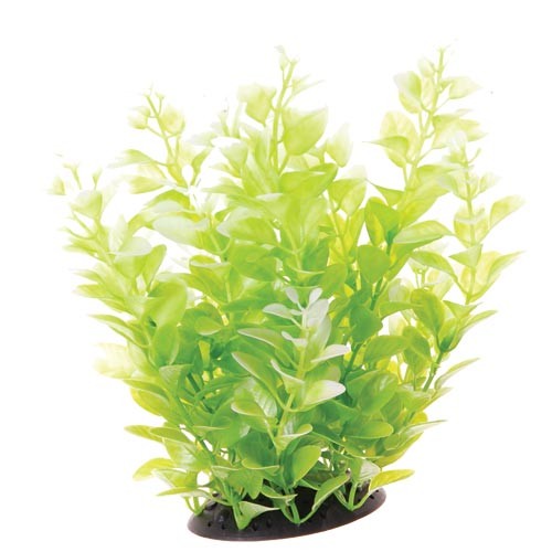 Underwater Treasures White Tipped Cardamine Plant Select Size:: 10 inch