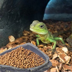 Turtle Feeding Bowl Leopard Gecko Water Food Dish for Reptile Tank Tray
