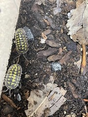 Gestroi Isopods (x50)
