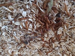 Mealworms