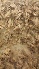 Live Banded Crickets – All Sizes 100 – 5,000 – Reptile Food