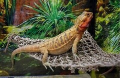 Sun Lover Lizard Lounger Terrarium Basking Platform Penn-Plax Reptology NEW