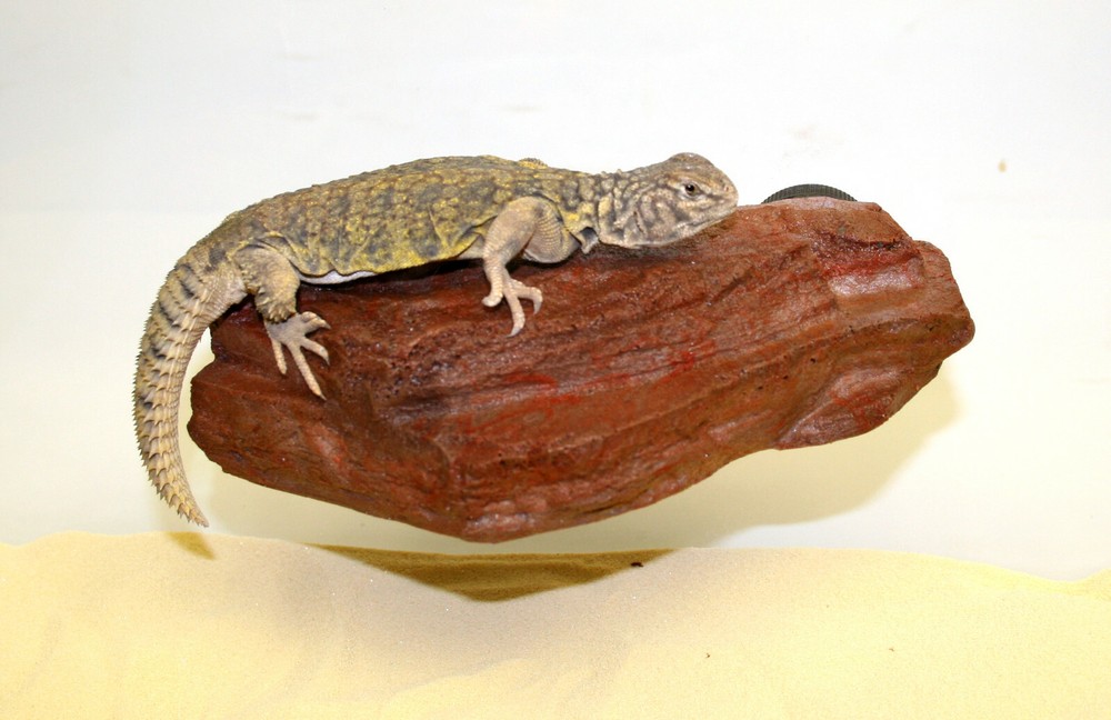 MagNatural Sm Rock Ledge Mojave – Pet-Tekk